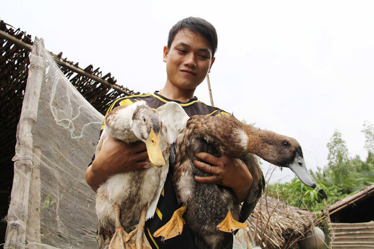 Phú Yên Hiệu quả mô hình chăn nuôi vịt biển Đại Xuyên đảm bảo an toàn sinh  học