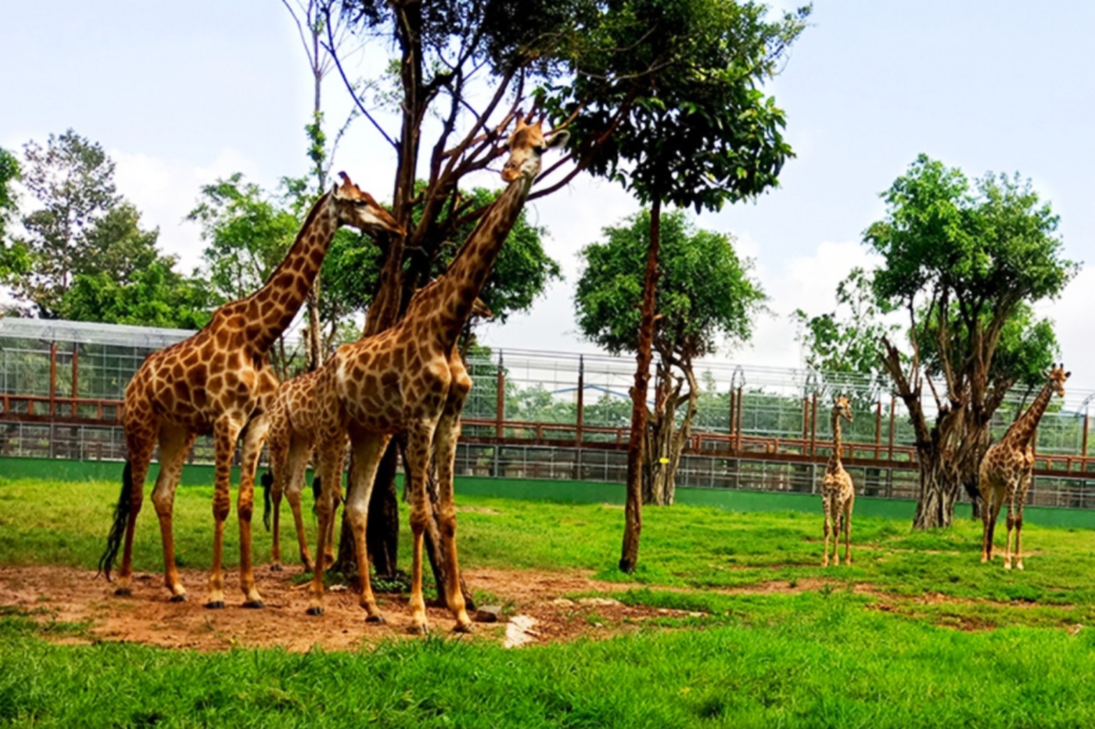 Những vườn thú safari độc đáo nhất ở Việt Nam  Vntripvn