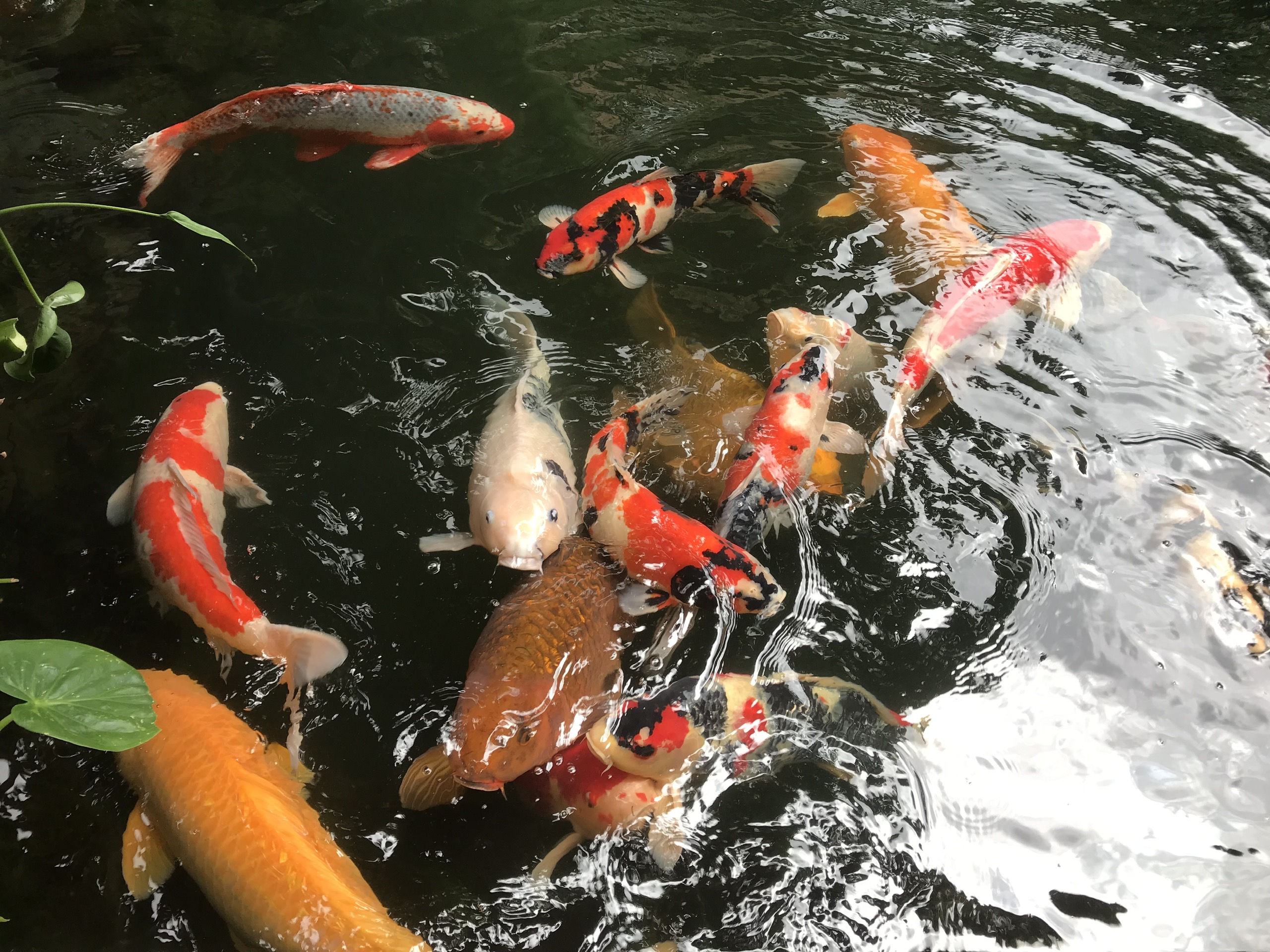 23 dòng Cá cảnh đẹp dễ nuôi nhất tại Việt Nam  Thủy Sinh 4U