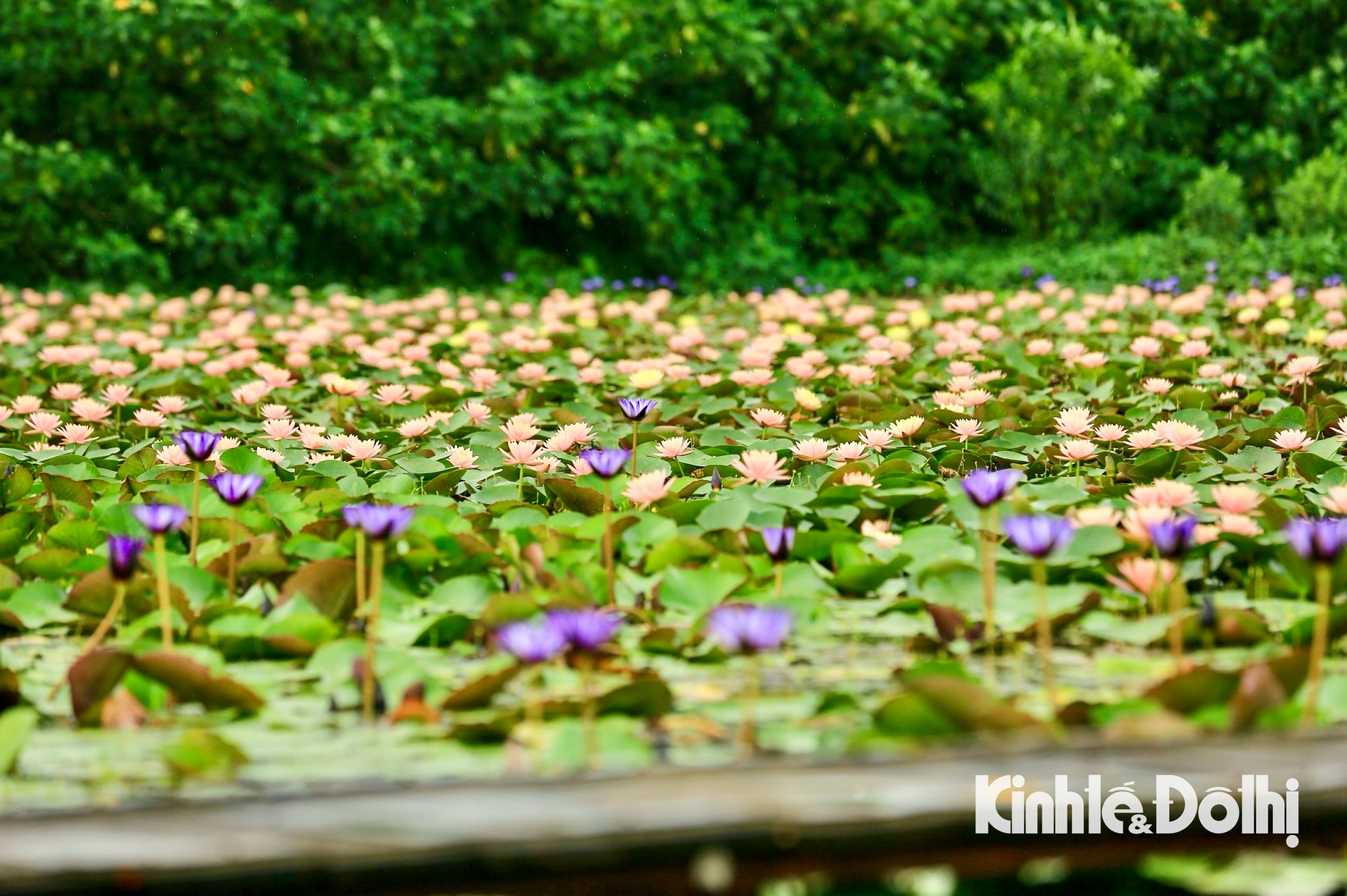 Mê mẩn với đầm sen trắng tinh khôi