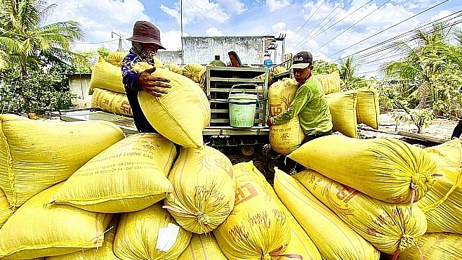 Giá lúa gạo hôm nay 4/10: giá gạo tăng 100 đồng/kg. Ảnh minh họa.