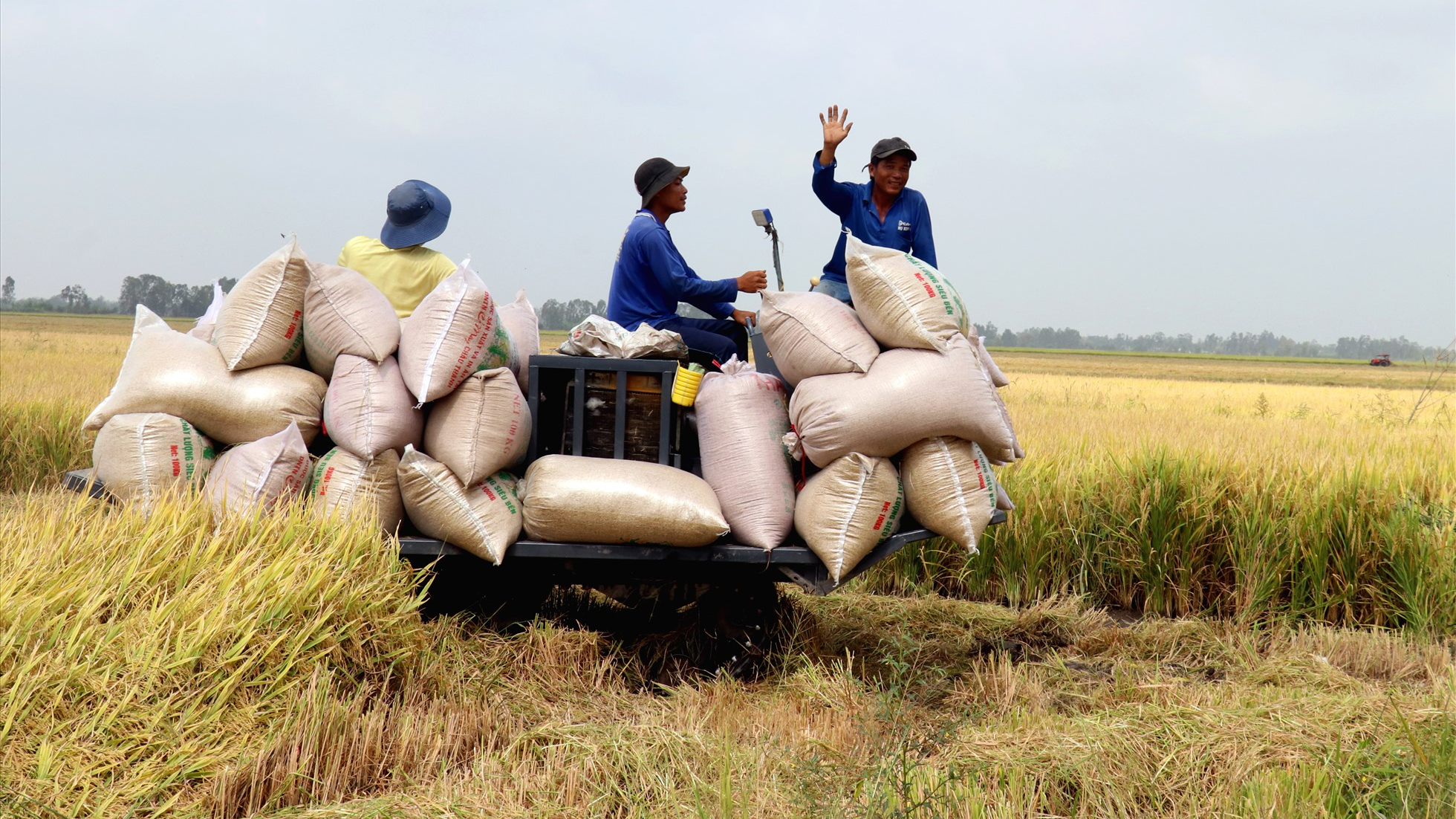 Giá lúa gạo hôm nay 7/10: gạo Nàng Nhen cao nhất 28.000 đồng/kg. Ảnh minh hoạ. 