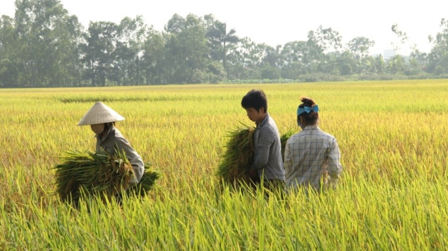 Giá lúa gạo hôm nay 17/10: giá gạo trong nước giảm nhẹ. Ảnh minh họa.