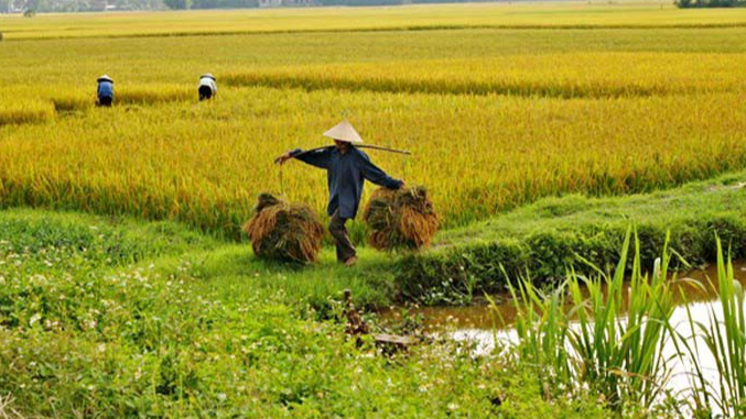 Giá lúa gạo hôm nay 24/10: gạo xuất khẩu Việt Nam cao nhất châu Á. Ảnh minh họa.