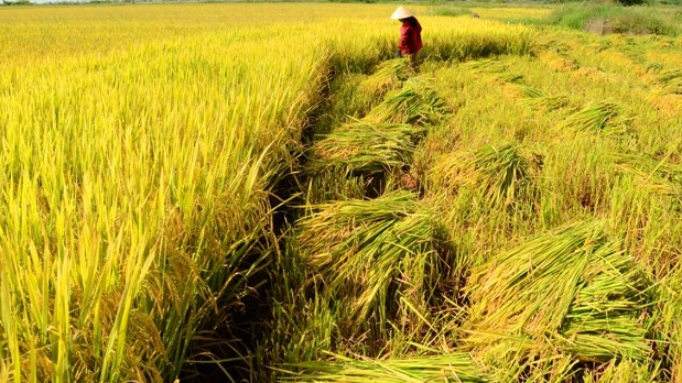 Giá lúa gạo hôm nay 27/10/2024: giá lúa tăng, giảm trái chiều từ 100 - 200 đồng/kg. Ảnh minh họa.