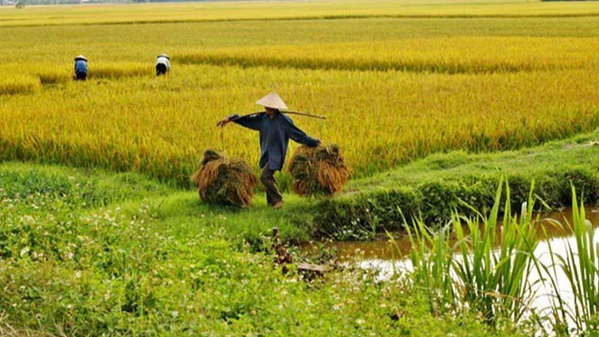 Giá lúa gạo hôm nay 20/11: gạo thơm tăng cao. Ảnh minh họa.