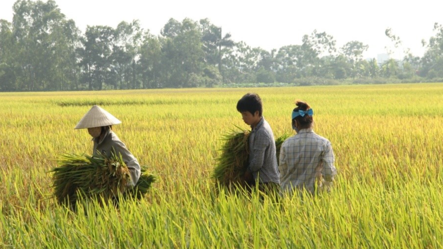 Giá lúa gạo hôm nay 19/12: giá quay đầu giảm mạnh. Ảnh minh họa.