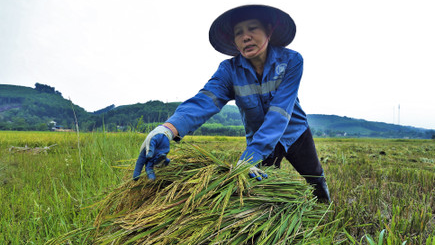 Giá lúa gạo hôm nay 24/12: giá gạo tăng nhẹ. Ảnh minh họa.