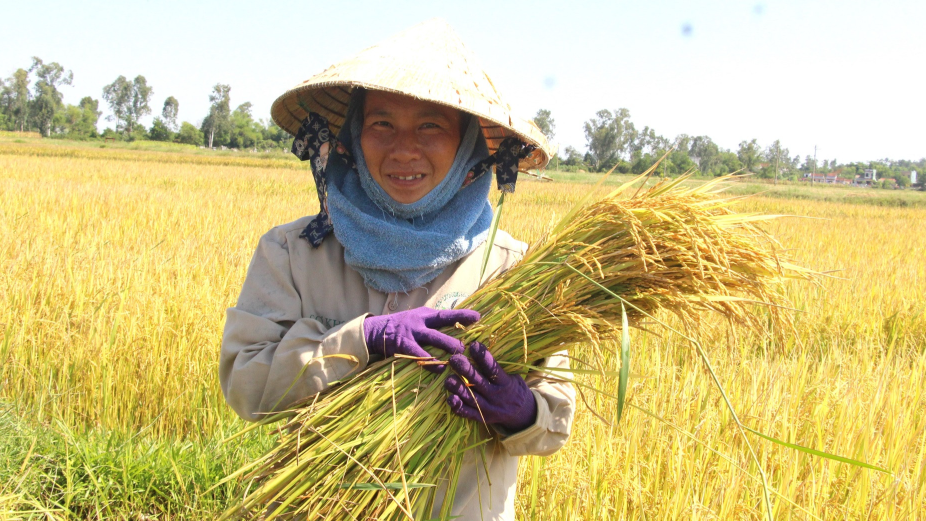 Giá lúa gạo hôm nay 30/12: lúa Nàng Nhen neo cao. Ảnh minh họa.