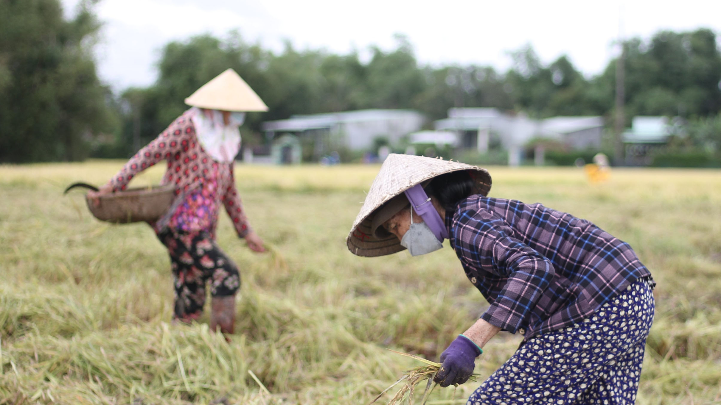 Giá lúa gạo hôm nay 3/1: giá gạo tăng nhẹ. Ảnh minh họa.