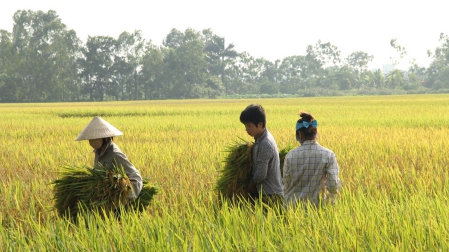 Giá lúa gạo hôm nay 10/1: giá gạo tăng giá lúa giảm. Ảnh minh họa.