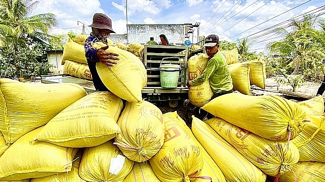 Giá lúa gạo hôm nay 14/1: giá gạo giảm nhẹ. Ảnh minh họa.