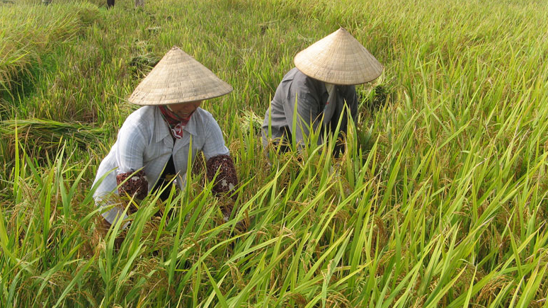 Giá lúa gạo hôm nay 16/1: giá gạo giảm nhẹ. Ảnh minh họa.