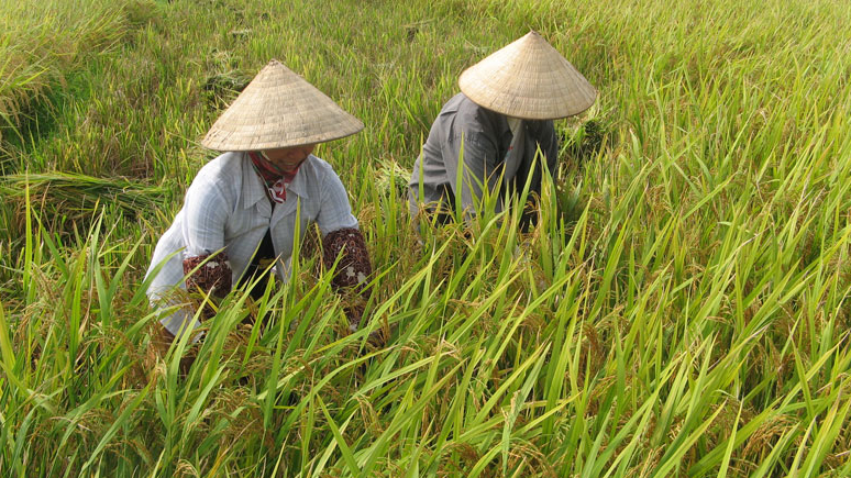 Giá lúa gạo hôm nay 6/2: giao dịch lúa mới chậm. Ảnh minh họa.