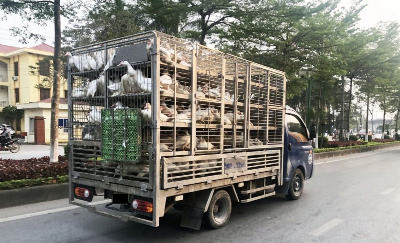 Tăng cường kiểm soát, phát hiện, ngăn chặn, xử lý hành vi buôn bán, vận chuyển trái phép gia cầm, sản phẩm gia cầm qua biên giới vào Việt Nam. Ảnh minh họa.