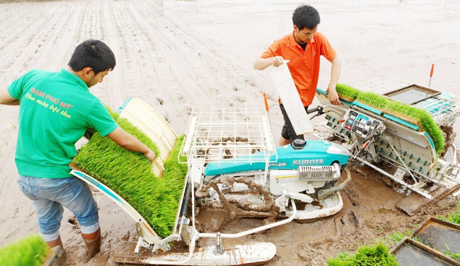 Áp dụng mạ khay, cấy máy tại xã Đại Hưng, huyện Mỹ Đức. Ảnh: Ngọc Ánh