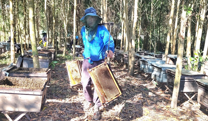 Từ tháng 4 đến tháng 8 Âm lịch dưới tán rừng keo ở các huyện Hương Sơn, Hương Khê, Cẩm Xuyên, Kỳ Anh...người nuôi ong du mục tập trung thu hoạch mật ong