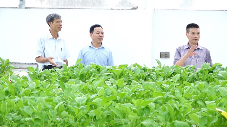 LỤC NAM Hiệu quả từ mô hình phát triển kinh tế tại HTX nông nghiệp thanh  niên Bắc Giang  Xuất bản thông tin