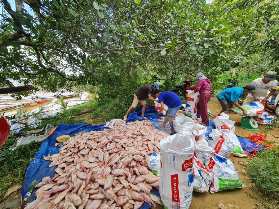 Cá nuôi lồng, bè bị ngộp nước chết la liệt, được bà con nông dân xã Thanh Sơn (huyện Định Quán, tỉnh Đồng Nai) vớt lên để bán rẻ.
