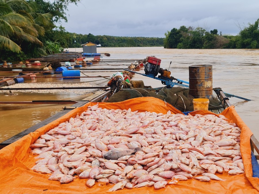 Nước lũ dâng cao trong những ngày qua khiến cho cá nuôi bè trên sông Đồng Nai, sông La Ngà (thuộc khu vực huyện Định Quán, tỉnh Đồng Nai) thiệt hại nặng nề.
