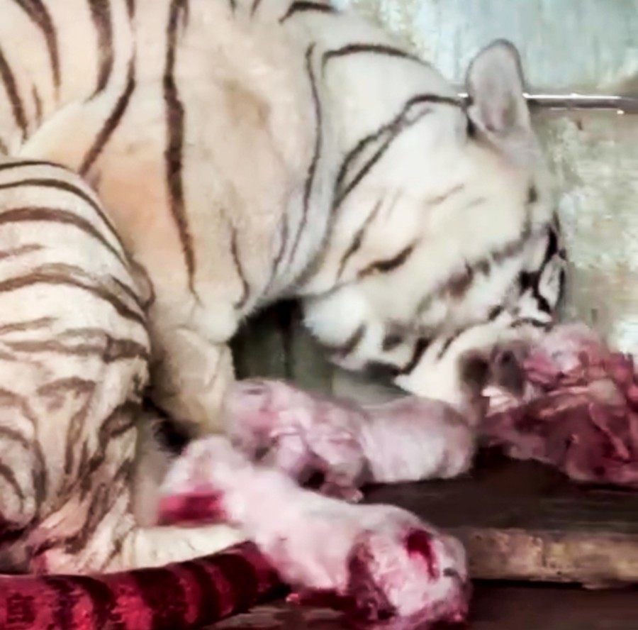 Hổ mẹ tại Khu du lịch Vườn Xoài vừa sinh 4 hổ con.