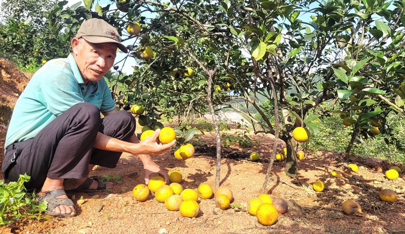 Ông Trần Thắng ở xã Đức Hương, huyện Vũ Quang buồn bã vì cam rụng quả hàng loạt