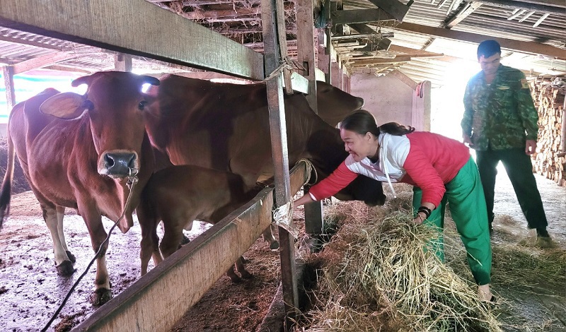 Gia đình anh Nguyễn Văn Sâm ở xã Thọ Điền, huyện Vũ Quang nuôi nhốt đàn trâu bò và cho ăn rơm để chống rét 