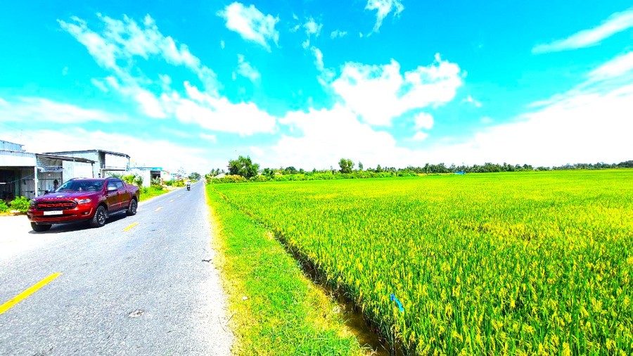 Những cánh đồng lúa - tôm dọc theo Quốc lộ 63 đi qua huyện Thới Bình Cà Mau đang vào mùa thu hoạch. (ảnh Hoàng Nam)