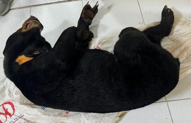 Cá thể gấu chó được Nguyễn Văn Hiền mua từ Lào về Việt Nam