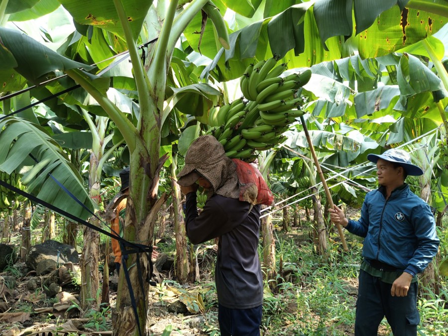 Nông dân thu hoạch chuối tại huyện Trảng Bom (Đồng Nai), thời điểm đầu tháng 1/2024.