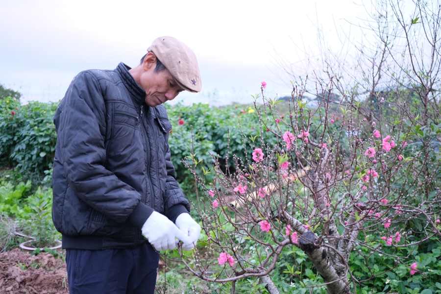 Gương mặt các chủ vườn ở làng hoa Tiền Châu đã toát lên niềm vui trong ánh mắt nụ cười, khi bắt đầu mùa thu hoạch mới. Ảnh Sỹ Hào.