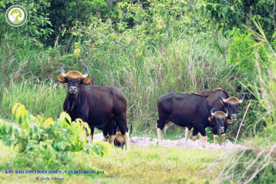 Sinh cản thiên nhiên tại Khu Bảo tồn thiên nhiên - Văn hóa Đồng Nai.