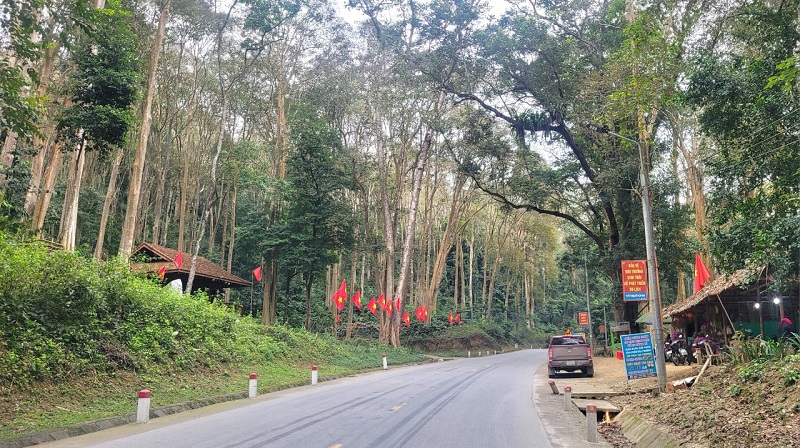 Quốc lộ 7 xuyên qua rừng săng lẻ cổ thụ (xã Tam Đình, huyện Tương Dương) như một bức tranh tuyệt đẹp nơi miền Tây xứ Nghệ