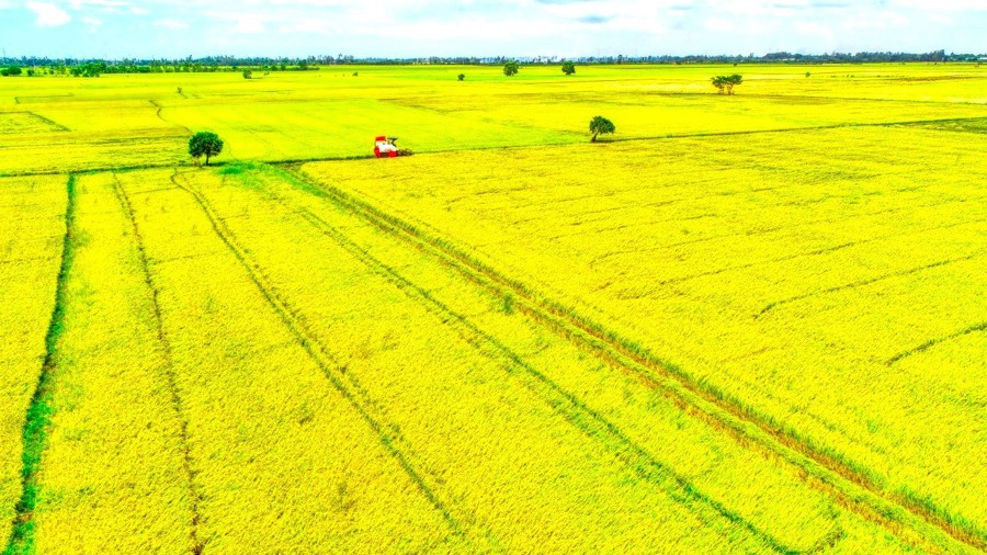 "Cánh đồng mẫu lớn " ở Vĩnh Lợi Bạc Liêu đang vào vụ thu hoạch lúa hè thu (Hoàng Nam)