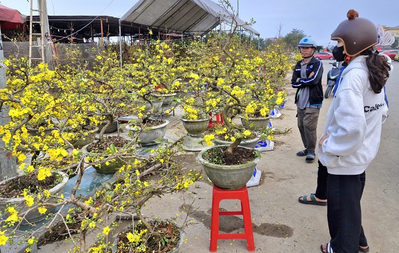 Tết Nguyên đán Giáp Thìn đang đến rất gần, nhưng người mua hoa mai vàng ở TP Hà Tĩnh vẫn rất ít, chủ yếu đang đi dạo chơi, ngắm hoa
