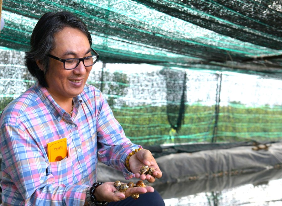 Anh Đinh Vũ Hải 49 tuổi, xã Vĩnh Trạch Đông, TP Bạc Liêu tỉnh Bạc Liêu đã nuôi thành công ốc hương thương phẩm chất lượng cao từ nguyên liệu cá biển sẵn có tại địa phương. (Hoàng Nam).