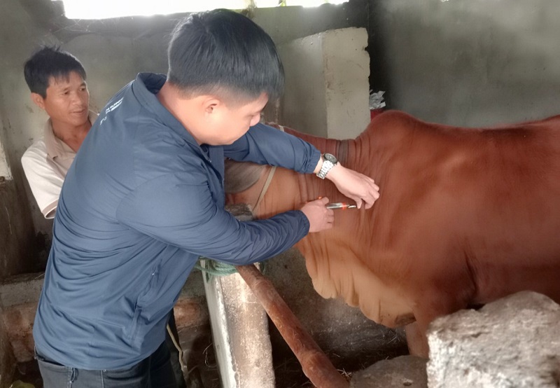 Các địa phương ở tỉnh Hà Tĩnh tập trung tiêm vắc xin phòng dịch bệnh viêm da nổi cục trâu bò