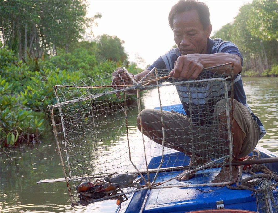 Cua Cà Mau là sản phẩm chủ lực của tỉnh này, mỗi năm thu về hàng chục nghìn tỷ đồng (Hoàng Nam)