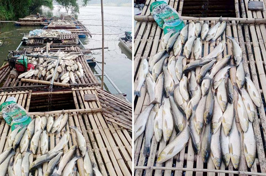 Hiện tượng cá chết hàng loạt (ở huyện Bá Thước) vẫn chưa có dấu hiệu dừng lại. Ảnh: Người dân cung cấp