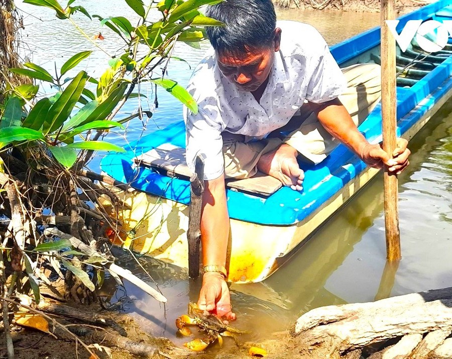 Tình trạng cua Cà Mau chết trên diện rộng đã thành quy luật vài mùa nắng nóng nhiều năm nay. (Hoàng Nam)