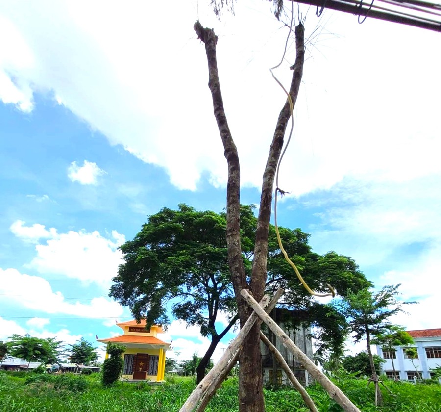 Dự án của Công ty TNHH cây xanh Công Minh năm 2019 tại huyện Thới Bình Cà Mau ( Hoàng Nam, chụp năm 2020)