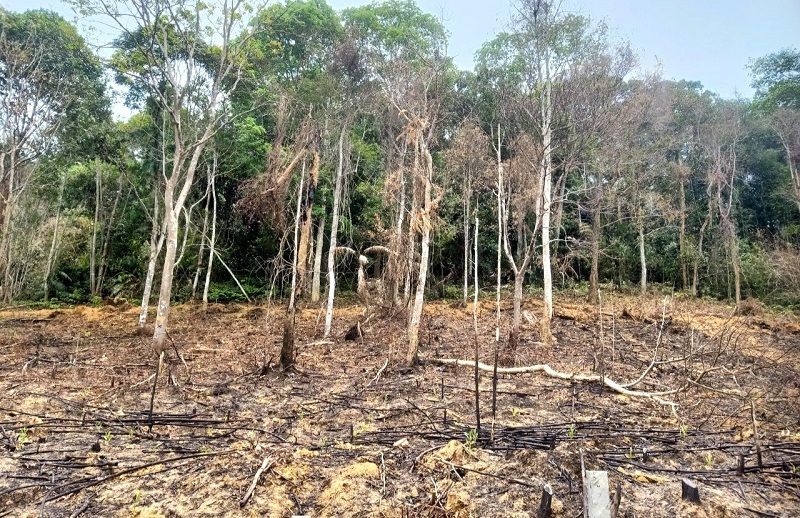 Khu vực rừng bị cháy tại thôn Phú Lâm, xã Phú Gia, huyện Hương Khê vào tháng 4/2024