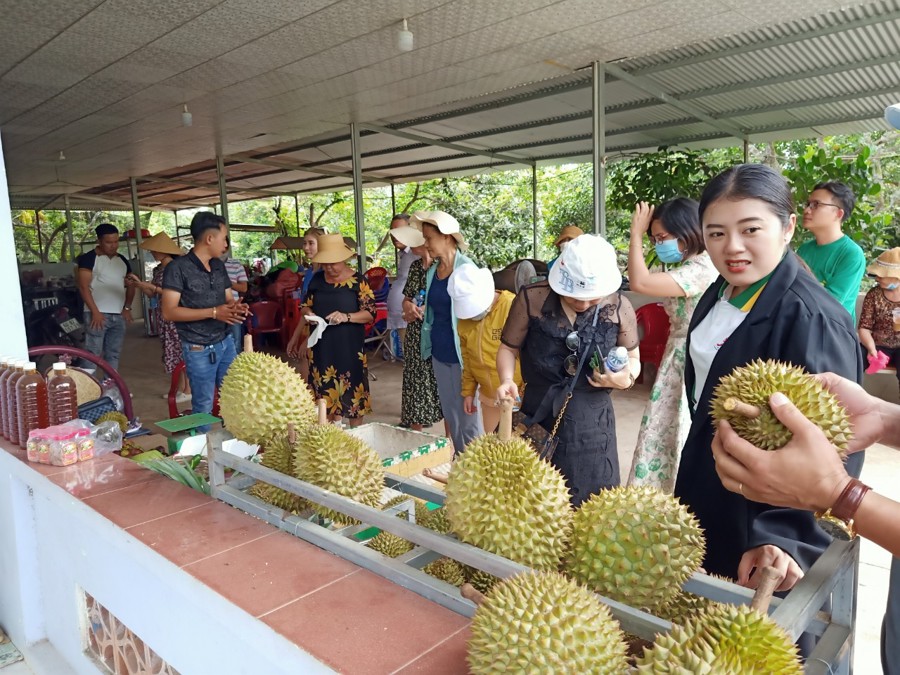 Du khách tham quan vườn và thưởng thức trái cây tại thành phố Long Khánh.