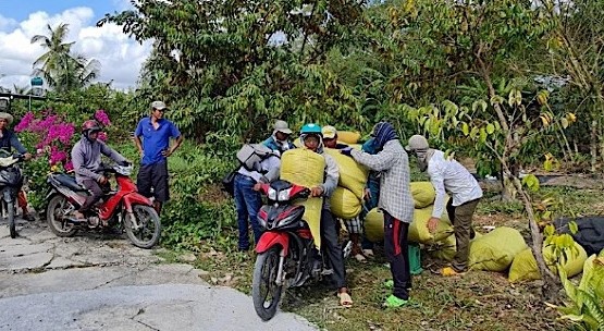 Người dân huyện Trần Văn Thởi phải vận chuyển lúa đi bán bằng xe máy (Hoàng Nam).