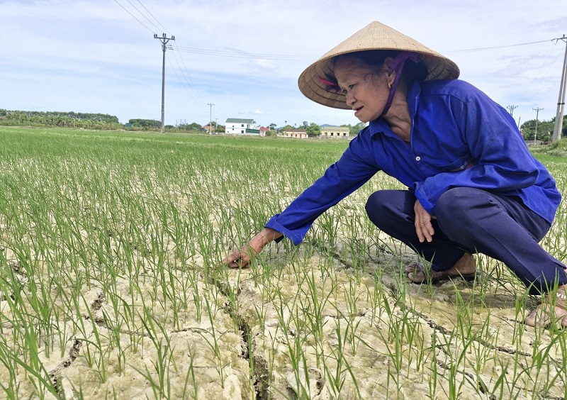 Nhiều diện tích lúa hè thu ở huyện Hương Khê bị nứt nẻ, sinh trưởng, phát triển kém do hạn hán