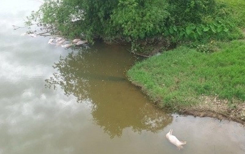 Xác lợn chết nổi trên sông Ngàn Trươi đoạn qua thị trấn Vũ Quang, huyện Vũ Quang
