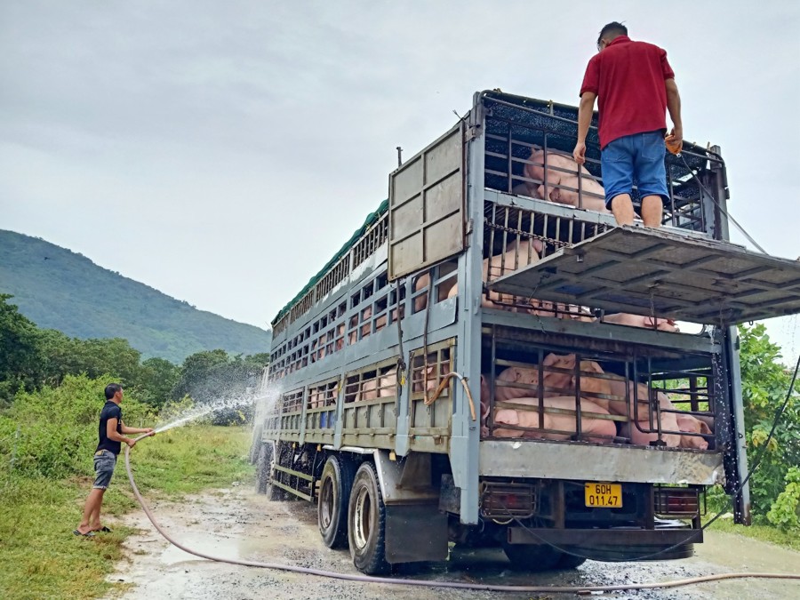 Một trang trại chăn nuôi heo gia công với doanh nghiệp có vốn đầu tư nước ngoài (FDI) tại huyện Xuân Lộc xuất heo ra thị trường. Với việc xiết chặt các quy định về môi trường trong chăn nuôi heo, nhiều trang trại sẽ bỏ chuồng do không đáp ứng được yêu cầu. Nguy cơ danh hiệu "thủ phủ" chăn nuôi của tỉnh Đồng Nai sẽ chấm hết.