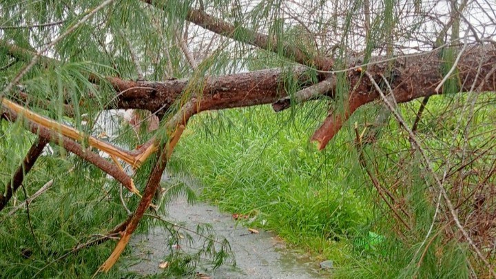 Hiện trường cây dương bị ngã đổ (Hoàng Nam)