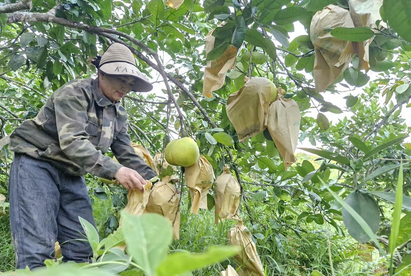 Huyện Hương Khê hiện có 2.768 ha bưởi Phúc Trạch, trong đó khoảng 2.000 ha đang thời kỳ thu hoạch quả. Cây bưởi được trồng đều khắp toàn huyện, nhưng tập trung chủ yếu ở các xã Hương Trạch, Phúc Trạch, Lộc Yên, Hương Thủy, Phúc Đồng, Hà Linh... 