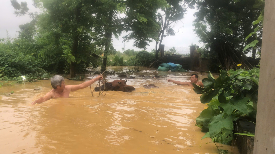 Người dân tỉnh Vĩnh Phúc thực hiện di dời gia súc, và tài sản đến nơi an toàn tránh lũ dữ sau bão số 3. Ảnh Sỹ Hào. 